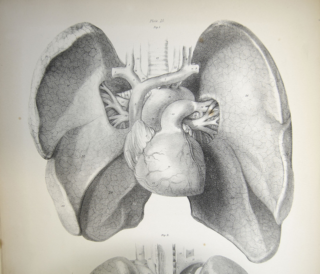 Drawing of Human Organs