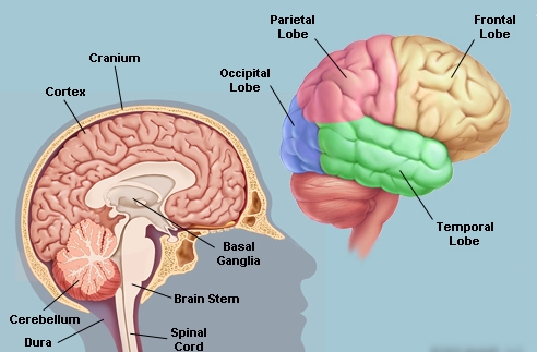 Parts of Brain