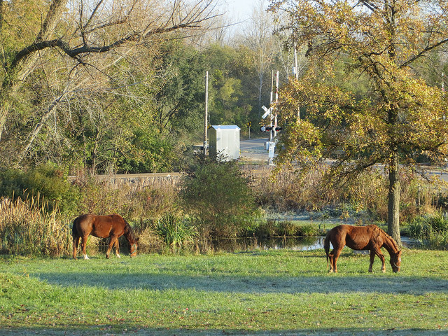 Horses in Illinois. 