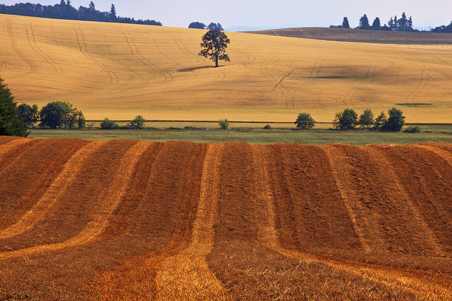 Field in Marion, Oregon. 