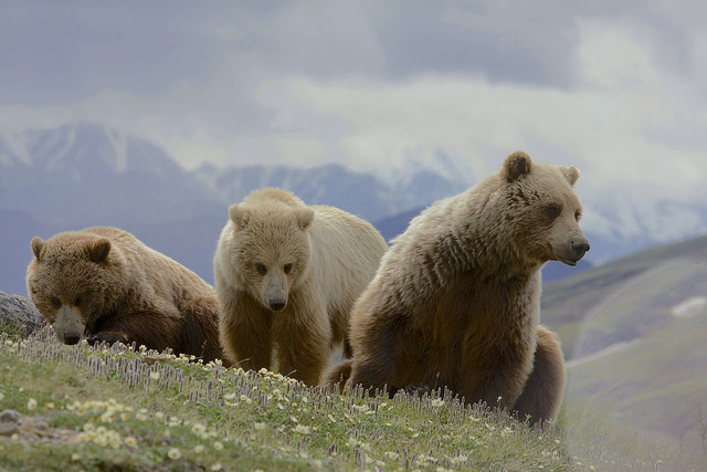 Grizzly Bear (Ursus arctos ssp.)