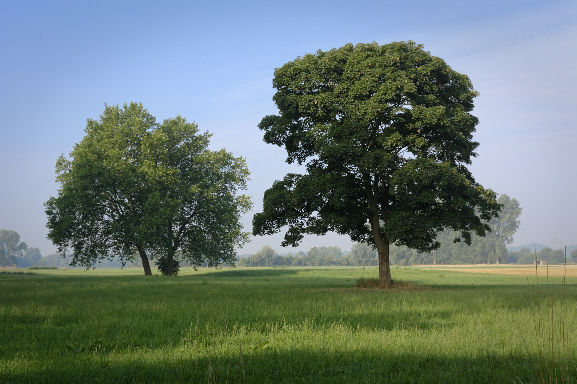 Trees