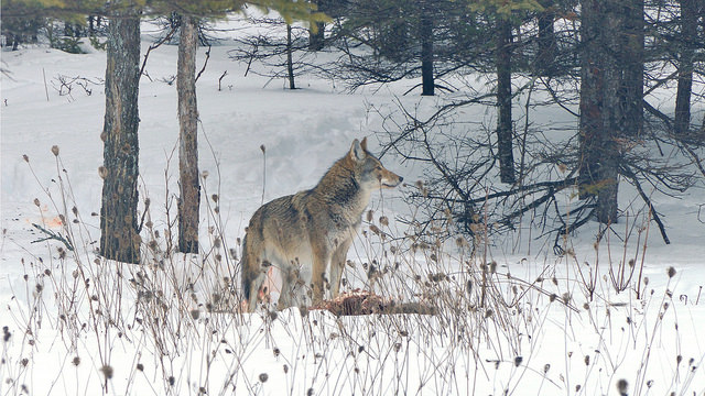 Coywolf