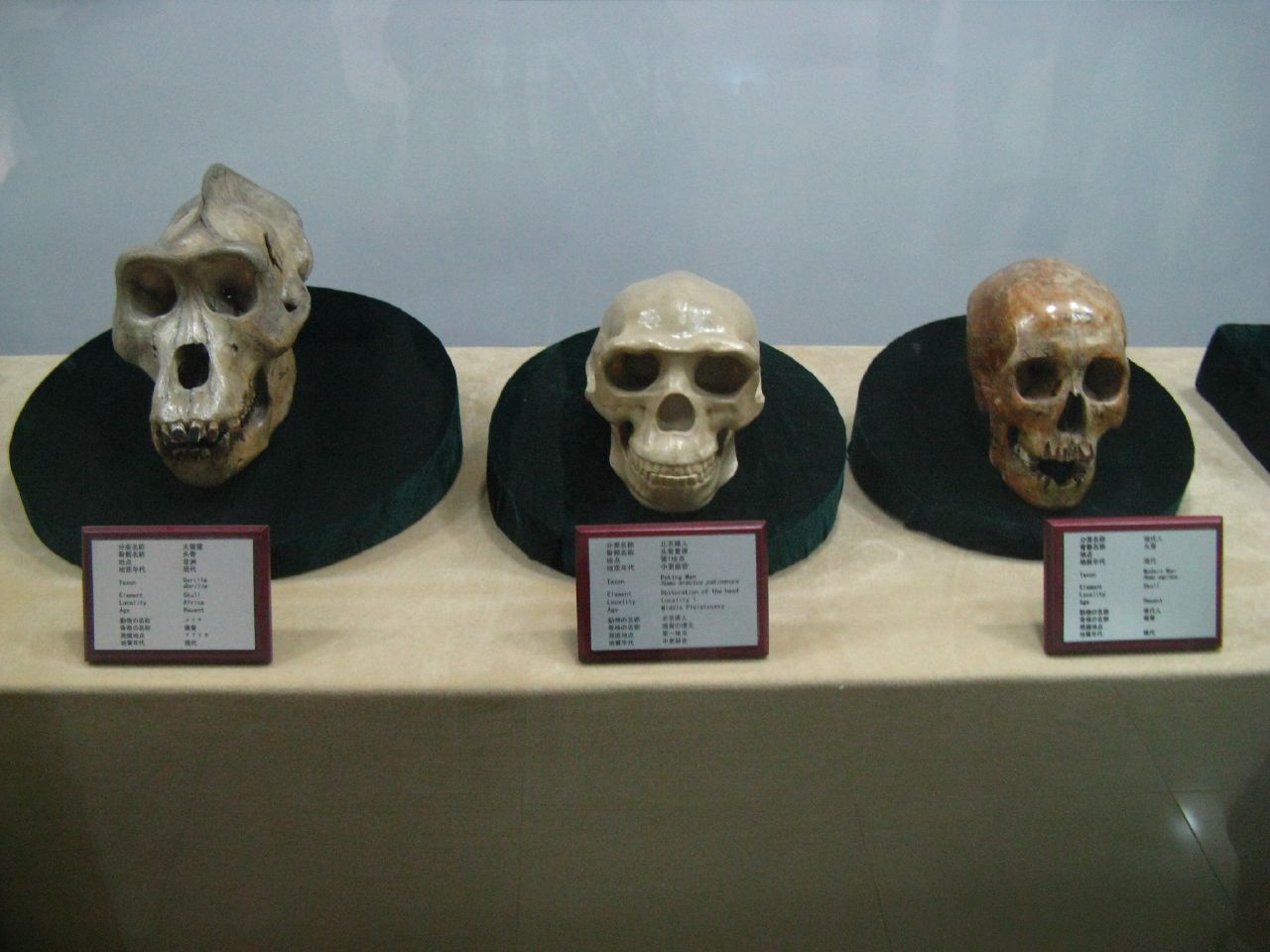 3d print stl files of evolution skulls
