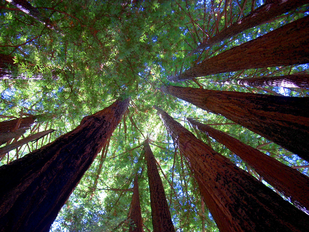 sequoia trees