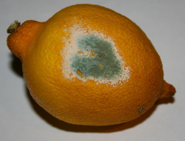 Moldy Lemon