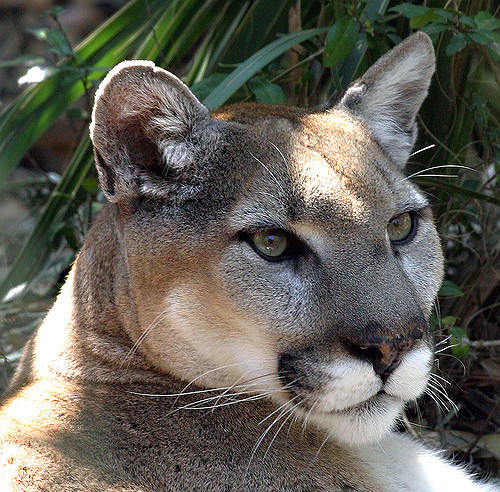 Eastern cougar. 