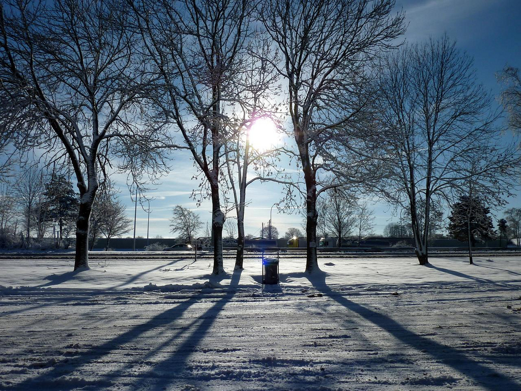 light through the trees