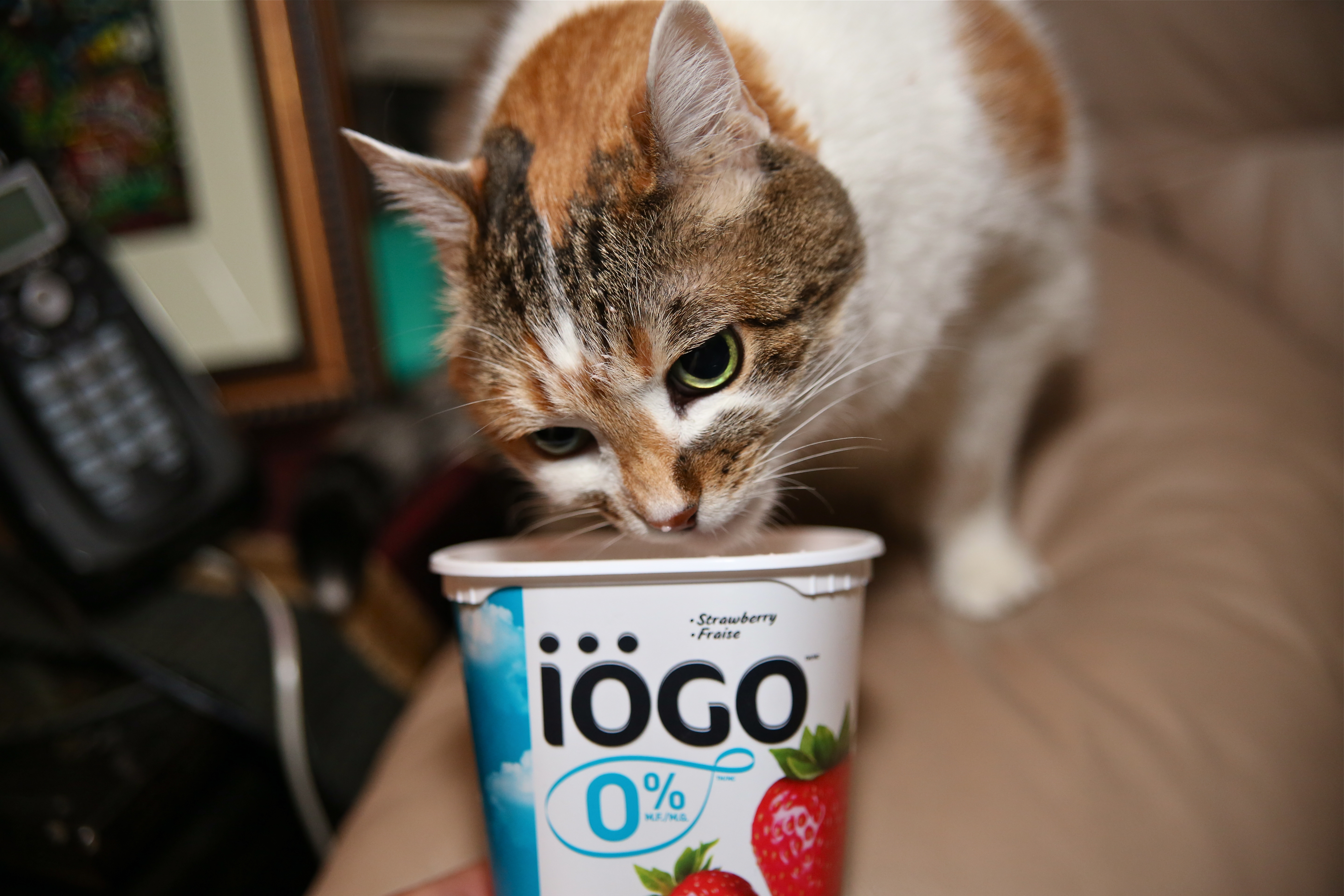 Probiotics are found in yogurt