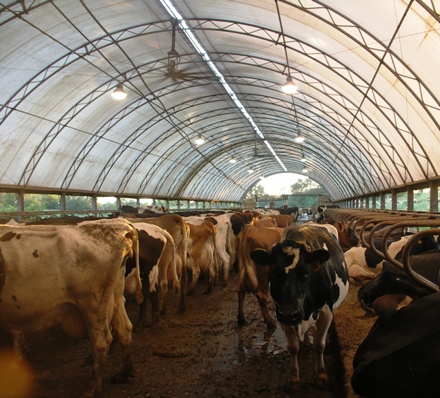 Dairy Cattle, Synergy Farm, New York