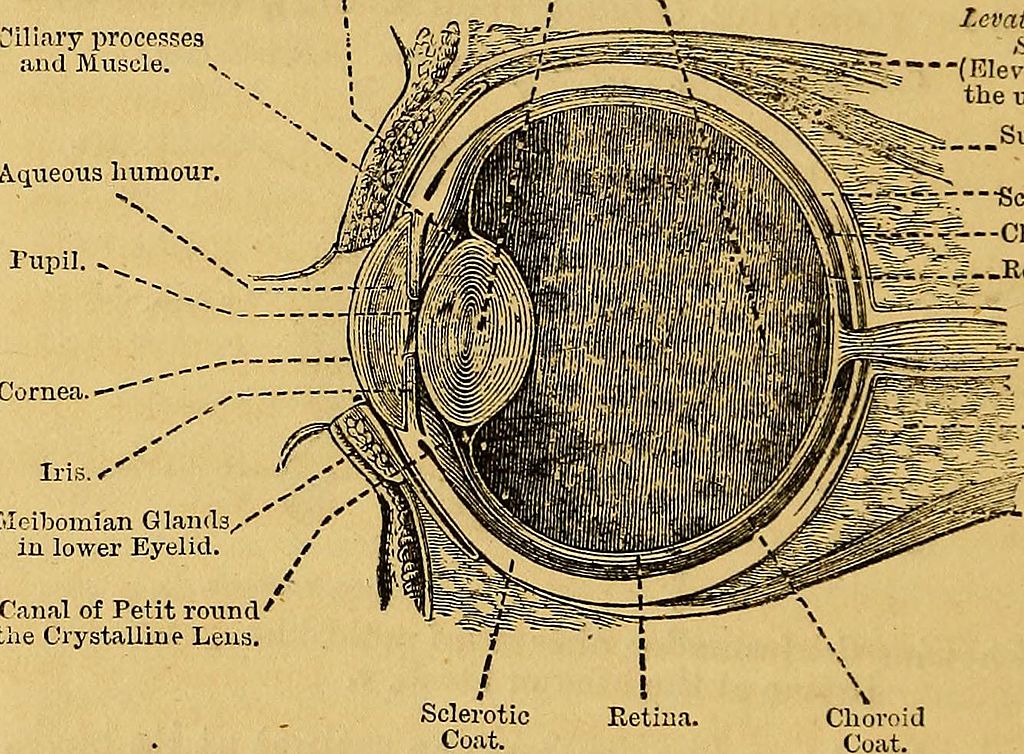 Diagram of an eye