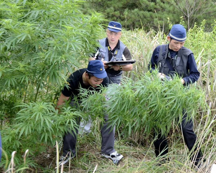 Japan marijuana