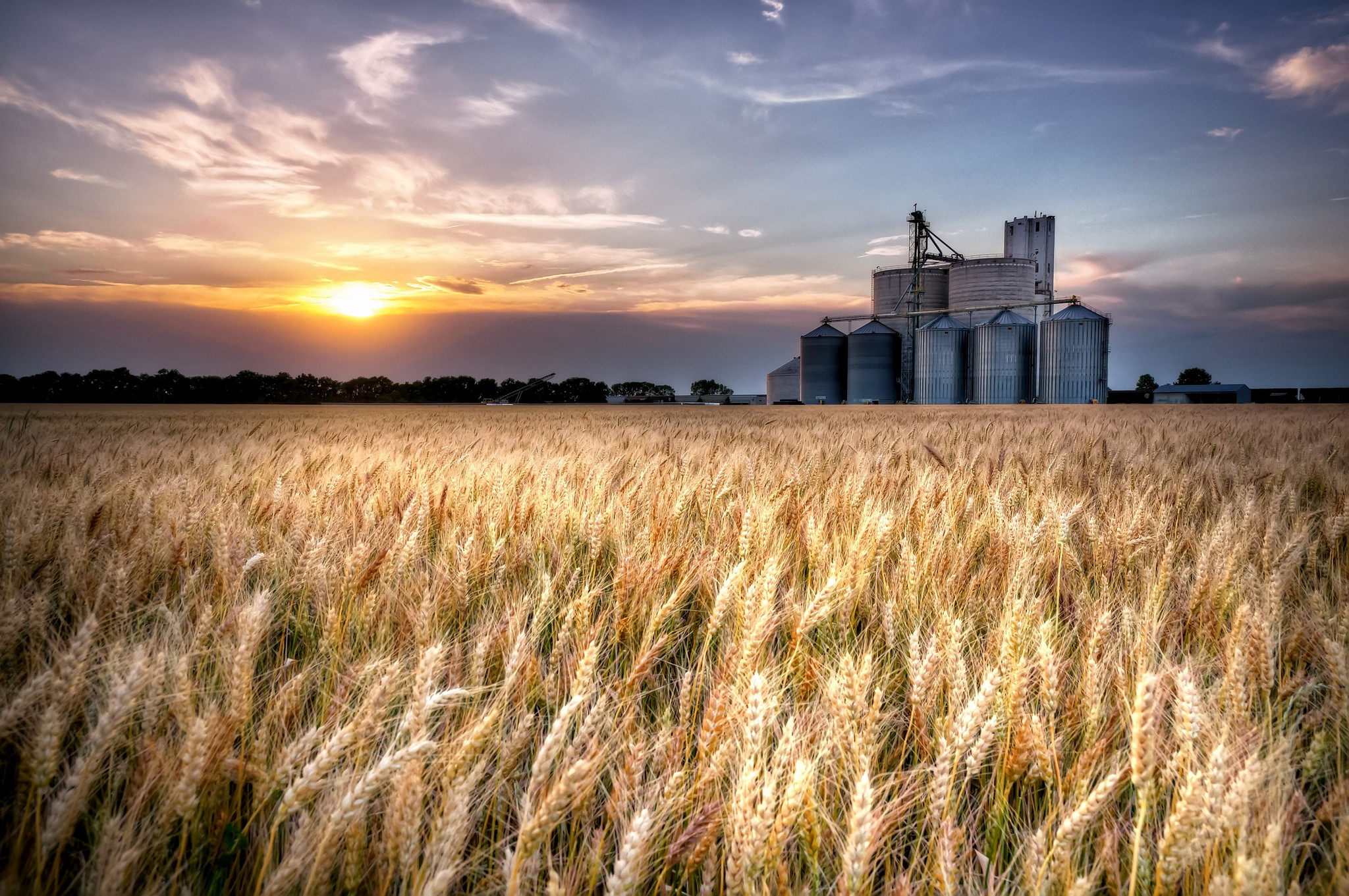Kansas wheat
