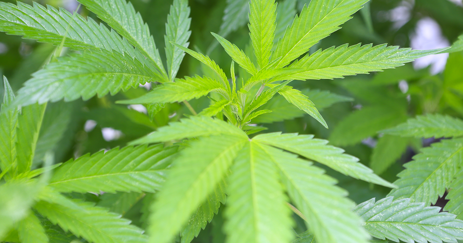 Marijuana Marijuana