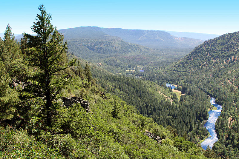 Oregon Forest