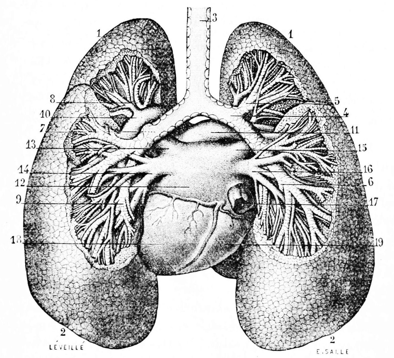 lungs