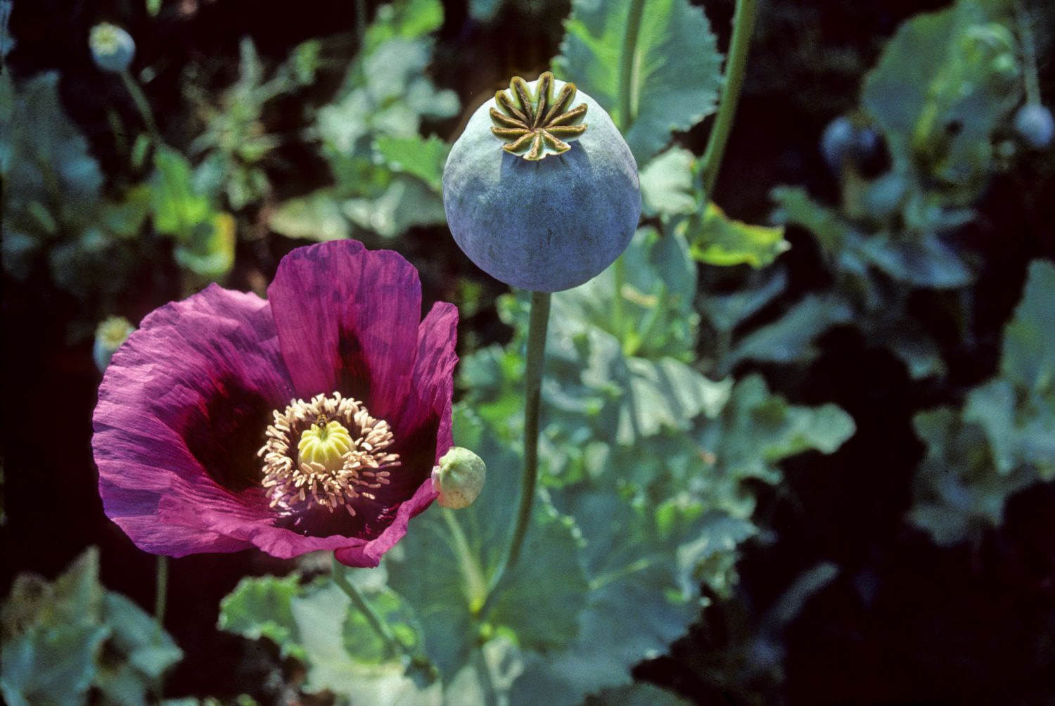 poppy flower