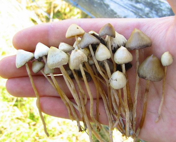 magic mushrooms