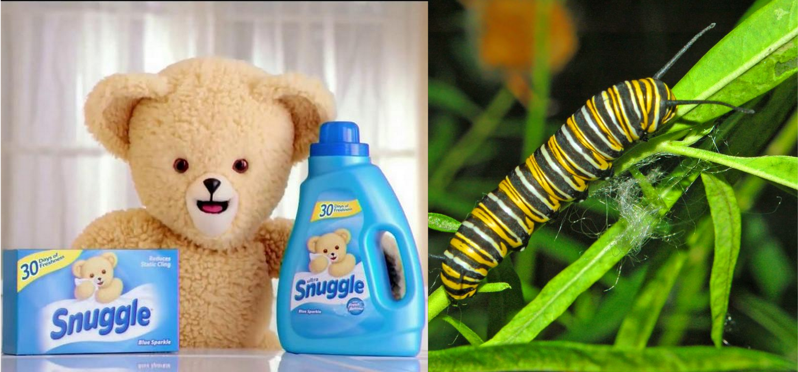 Fabric Softener and Caterpillar