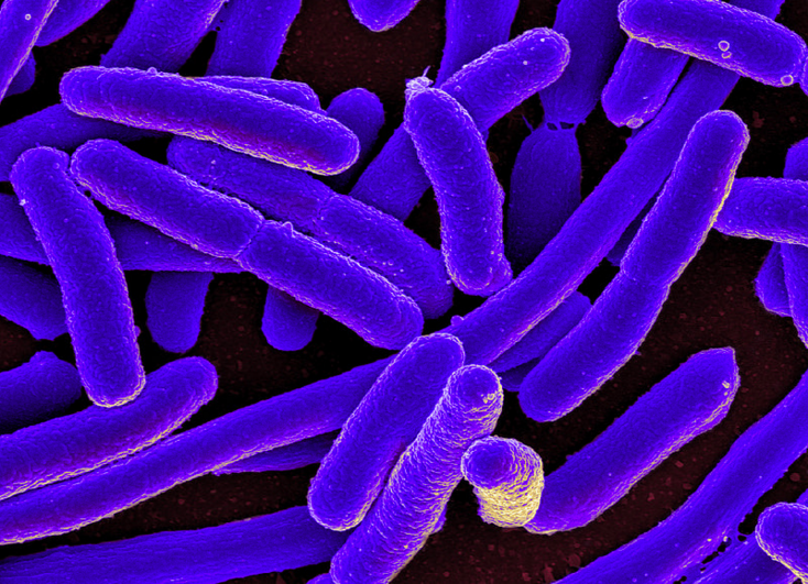 E. coli 