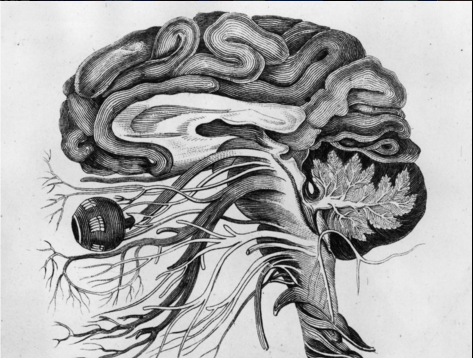 Psychopath Brain Illustration 
