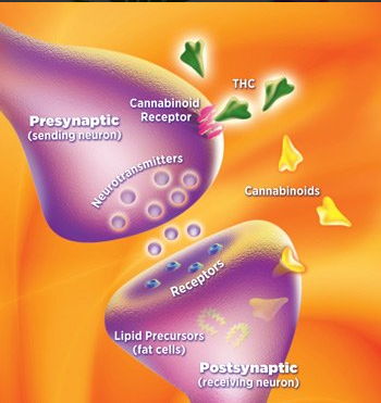 endocannabinoid system