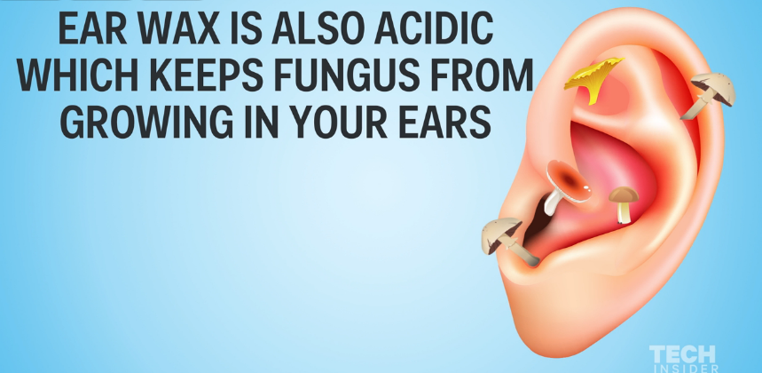 ear wax fungus 