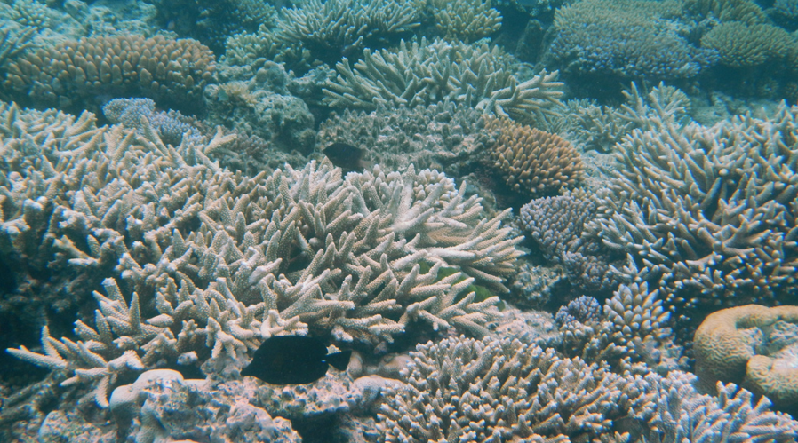 Bleached coral 