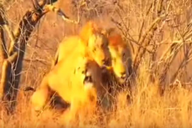 Gay lion picture shows how natural homosexuality is - ATTN: Gay lion picture shows how natural homosexuality is - ATTN: