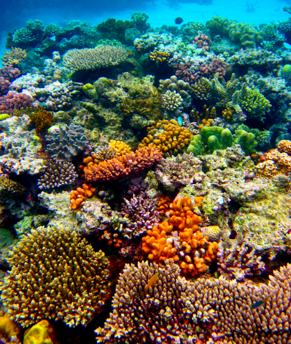 Healthy Coral 