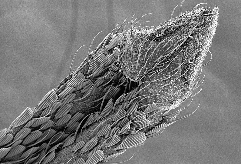 Electron microscopy image of mosquito proboscis