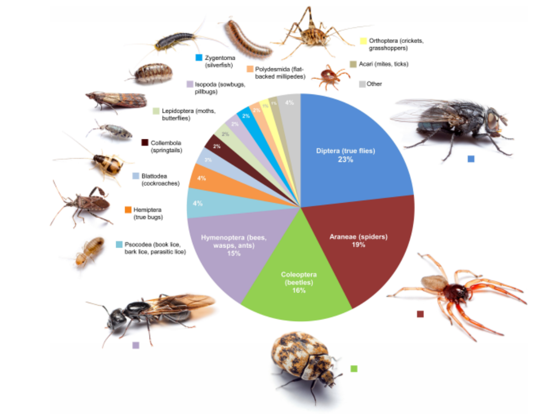 arthopods diversity chart