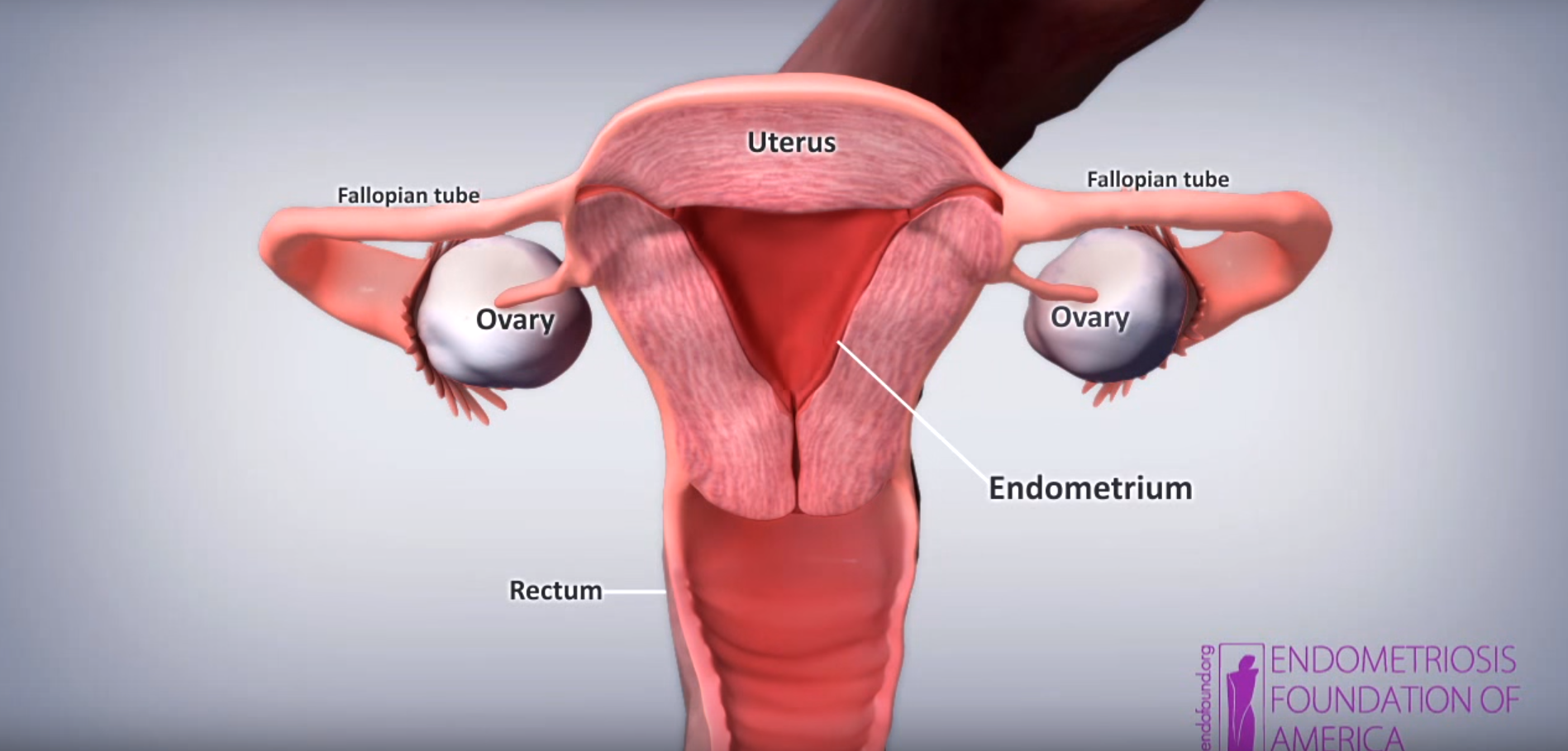 female reproductive system