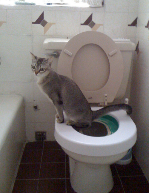 Cat on the toilet