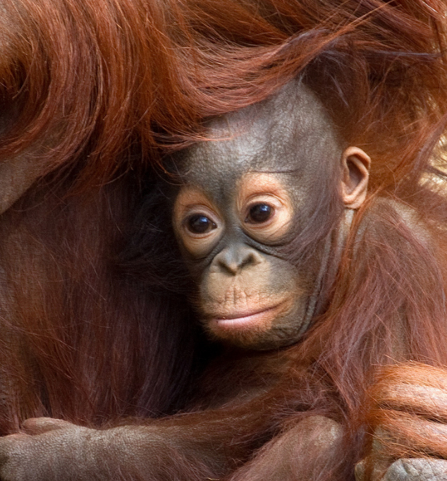 Orangutan