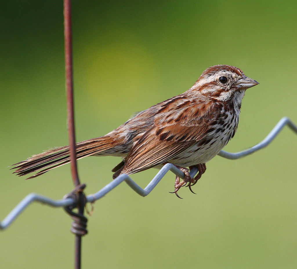 A song sparrow perched on a wire. 