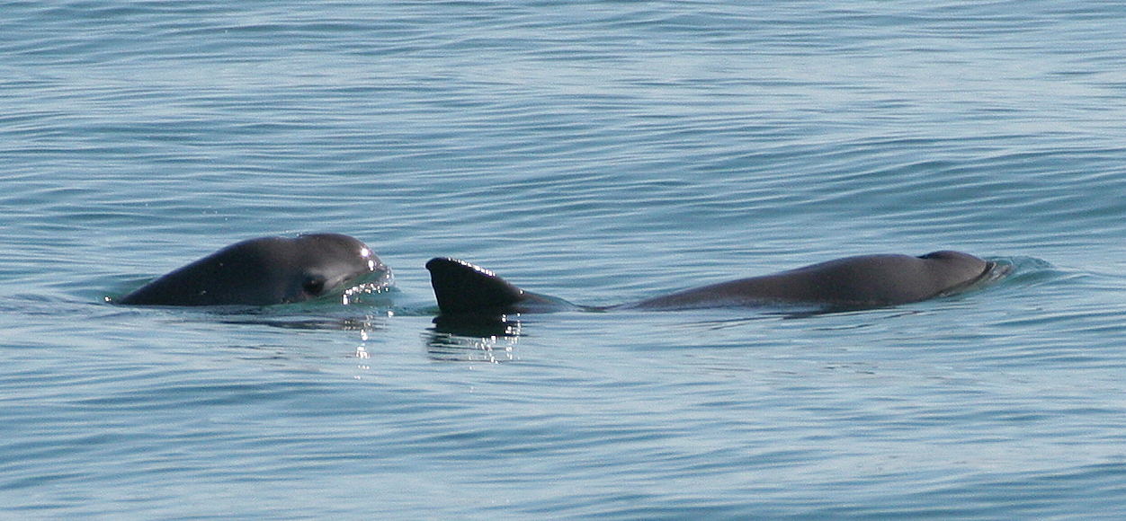Endangered Vaquita porpoises. 
