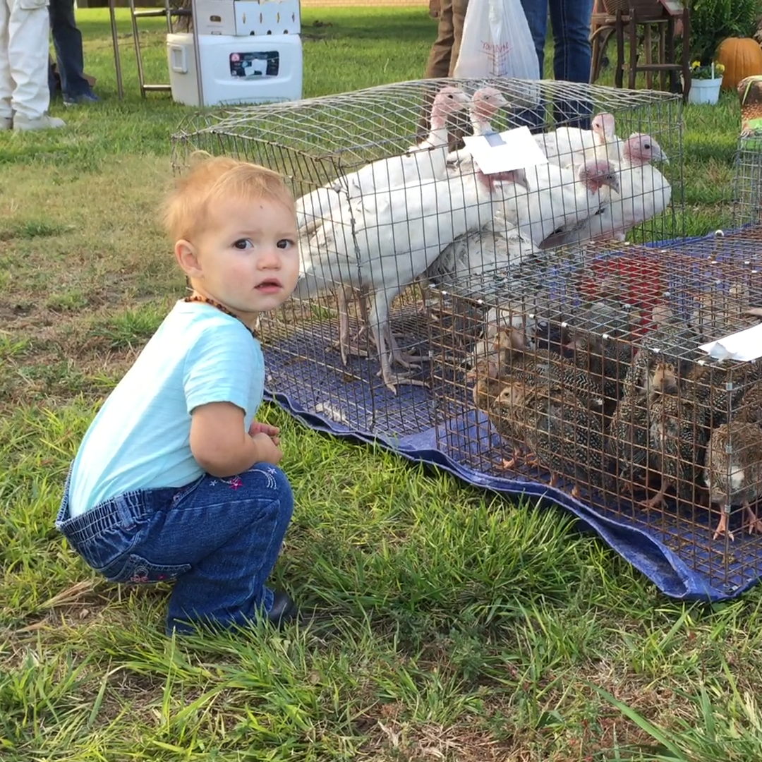 Child with chickens