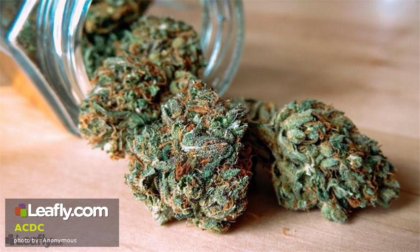 Marijuana Strains Effects on 5 Common Disorders - ATTN: