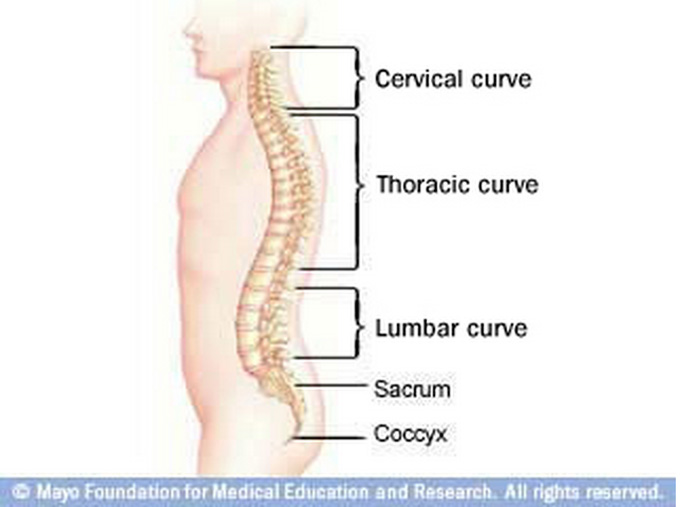 Curves of the spine