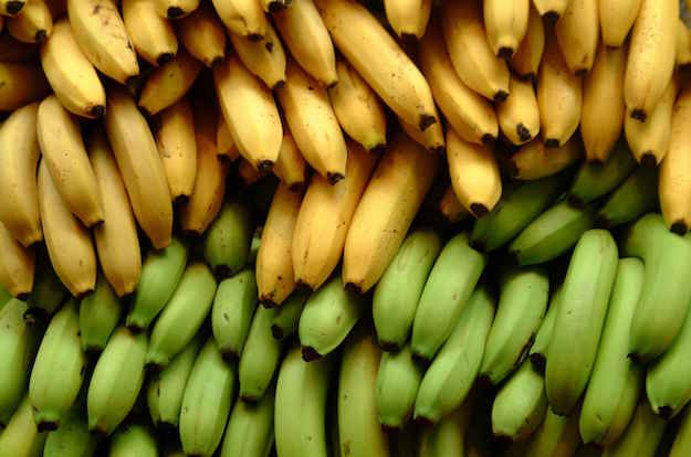 Bunches of Cavendish Bananas