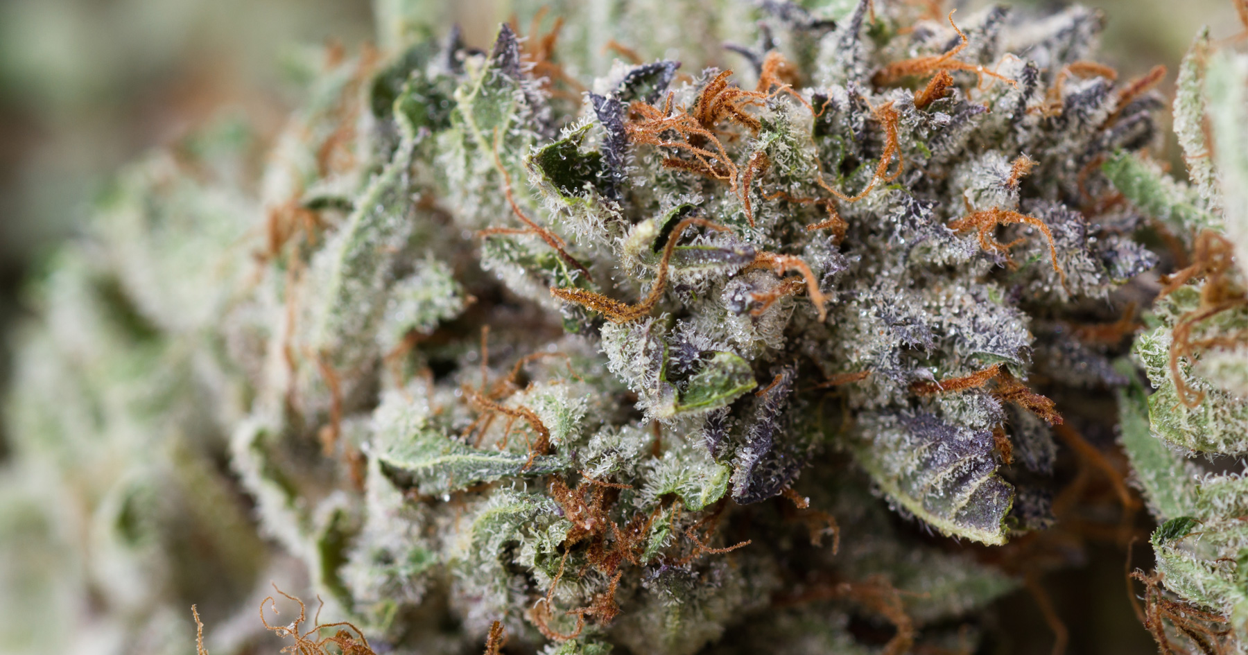Dried bud of marijuana dried-marijuana-bud