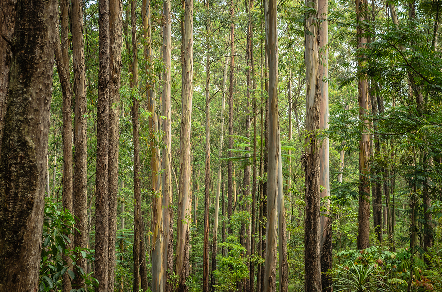 eucalyptus forest