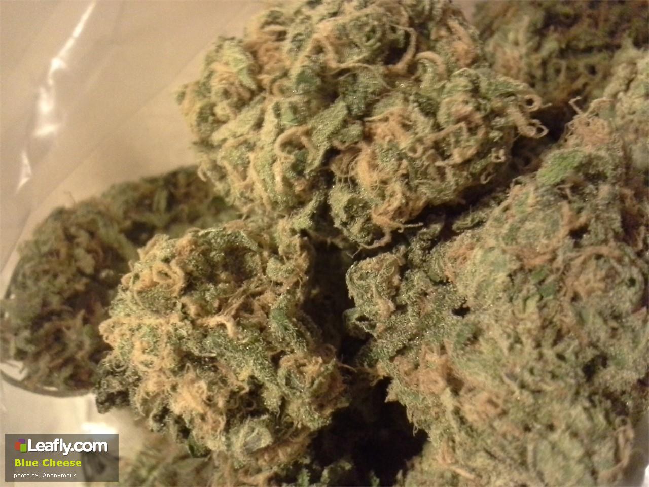 Blue Cheese