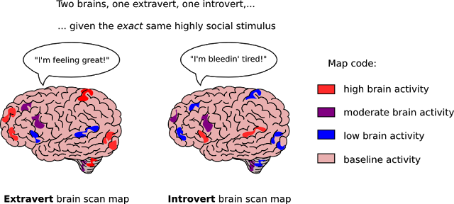 Brain of introverts va. extroverts 