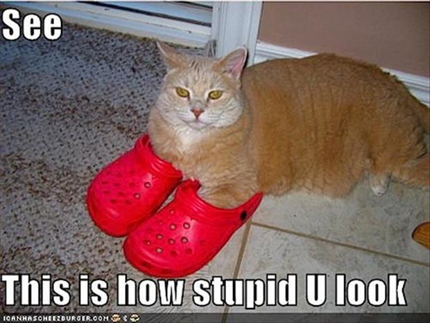Meme of cat calling out humans for wearing Crocs brand shoes and looking stupid. 