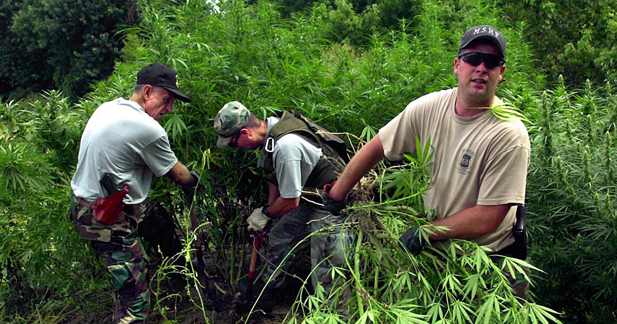 highway-patrol-digging-up-marijuana-plants