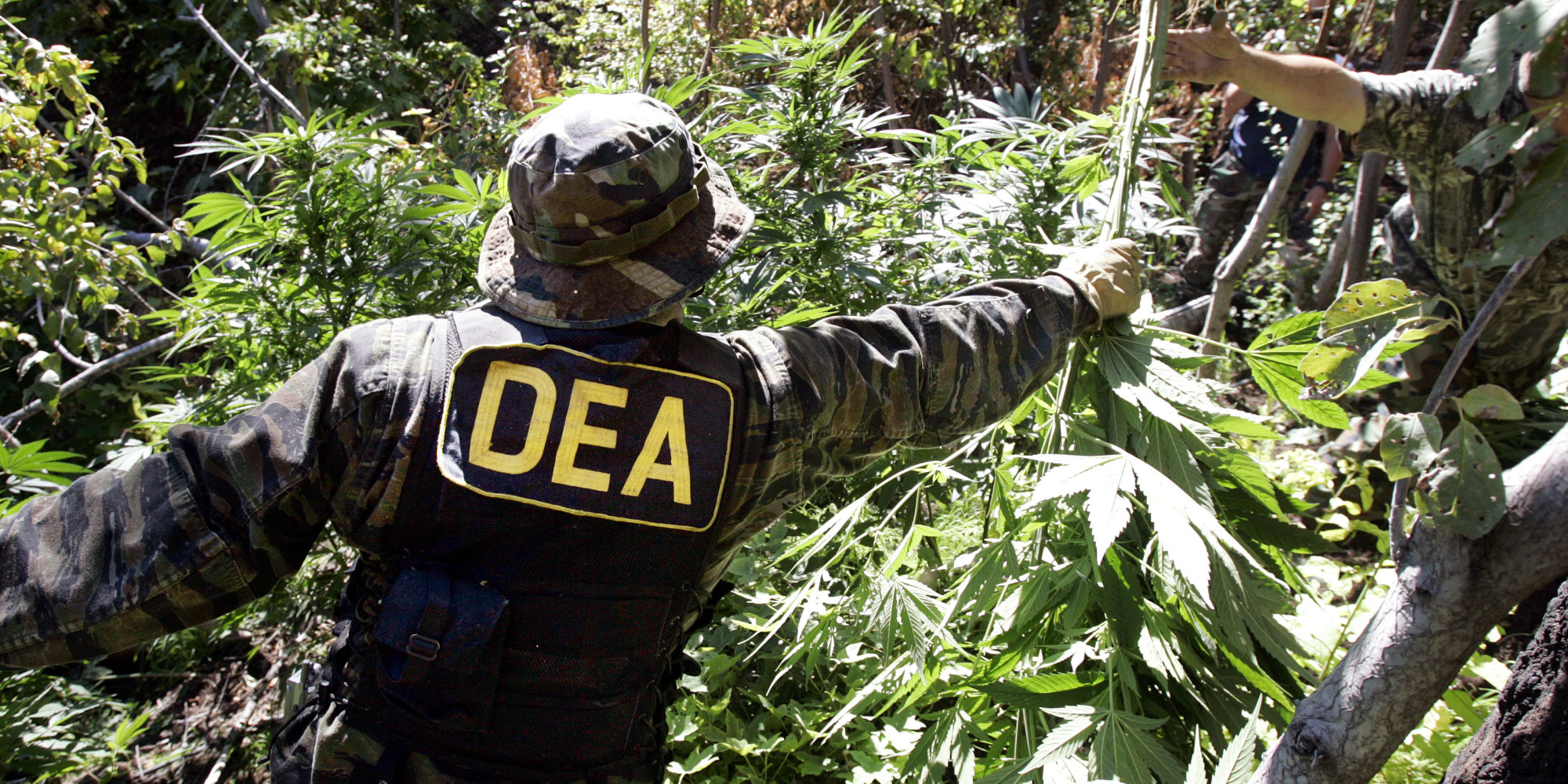 DEA marijuana