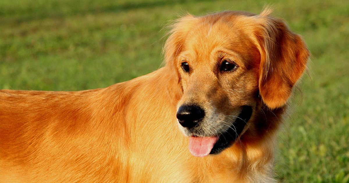 golden-retriever