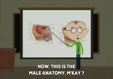 south park male anatomy